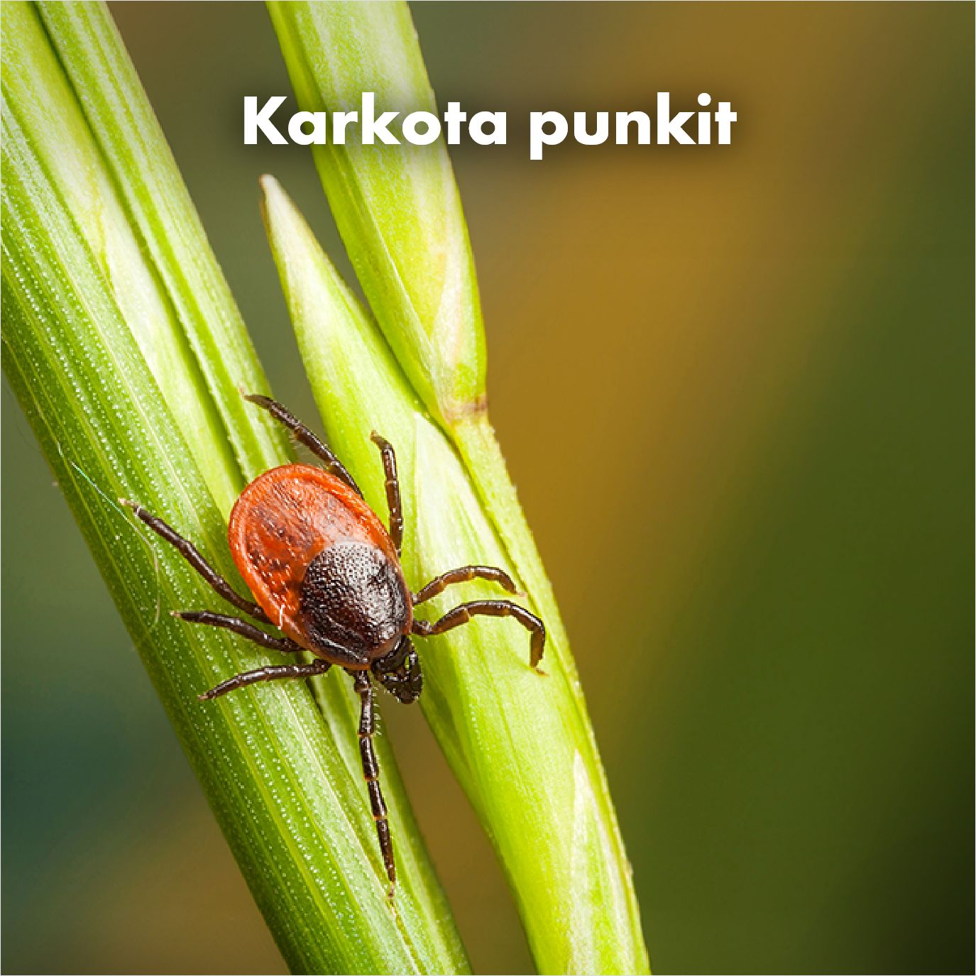 Punkkituotteet
