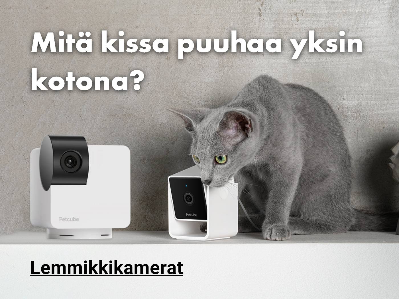 Mitä kissasi puuhaa yksin kotona? Tutustu Petcube-lemmikkikameroihin