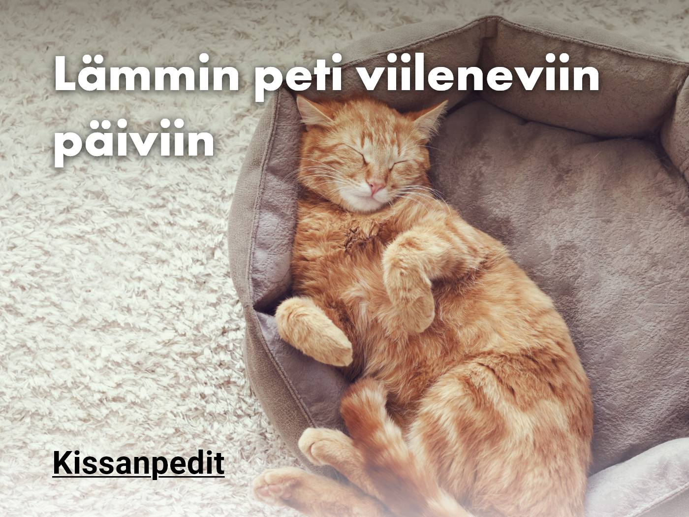Ihanat kissanpedit, tästä tuotteisiin!