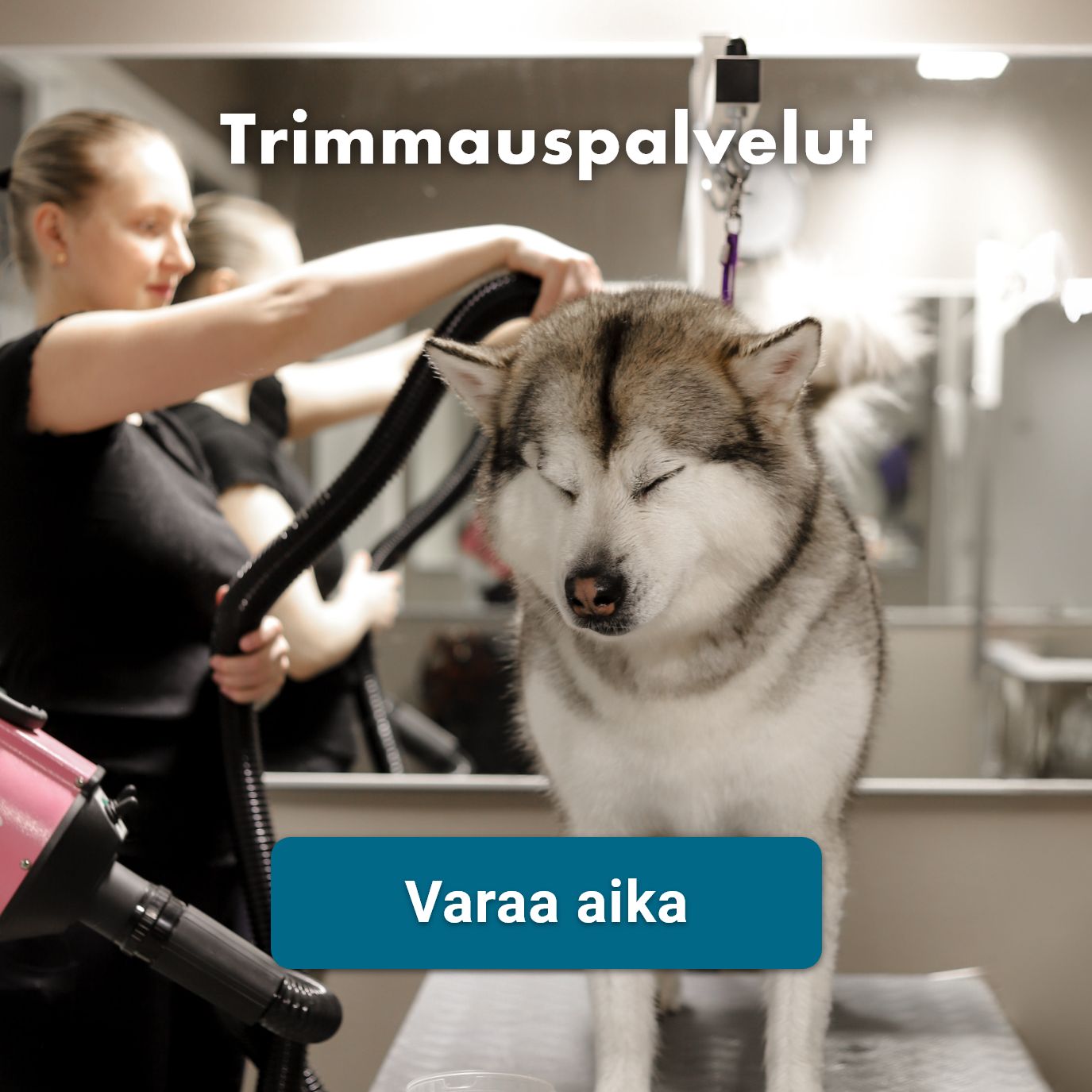 Trimmauspavelut