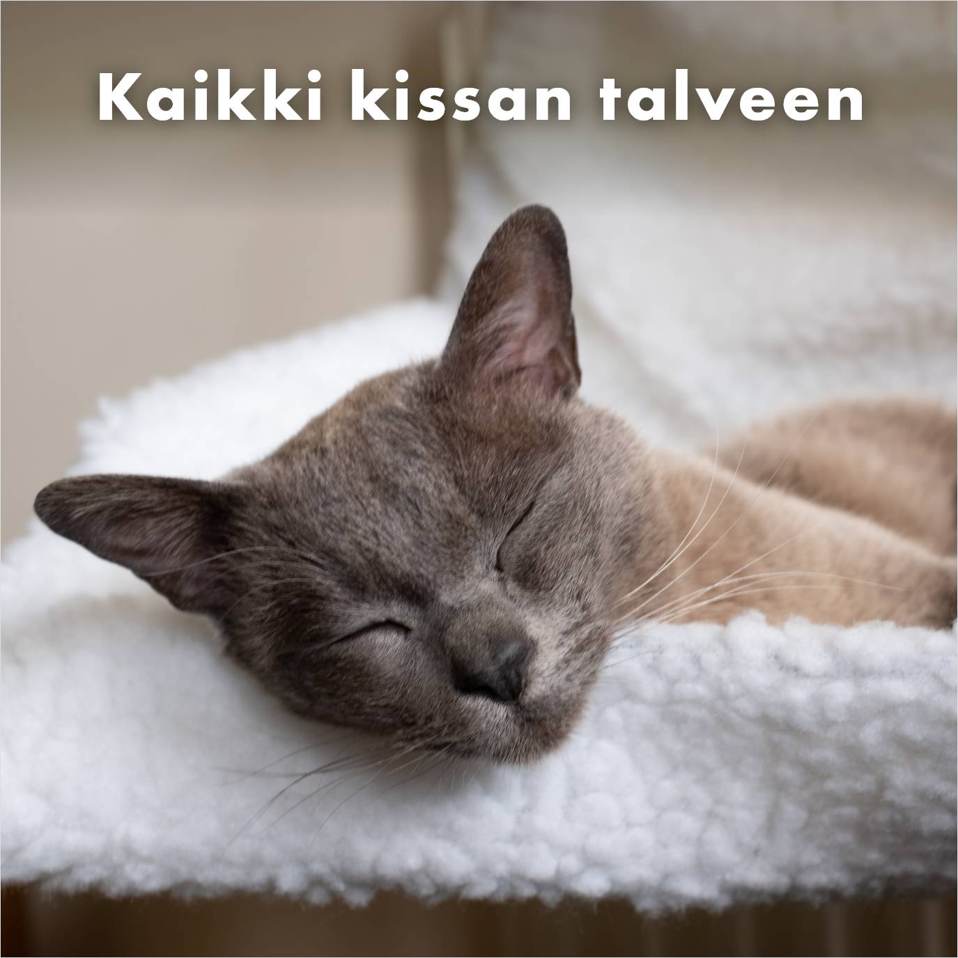 Kaikki kissan talveen