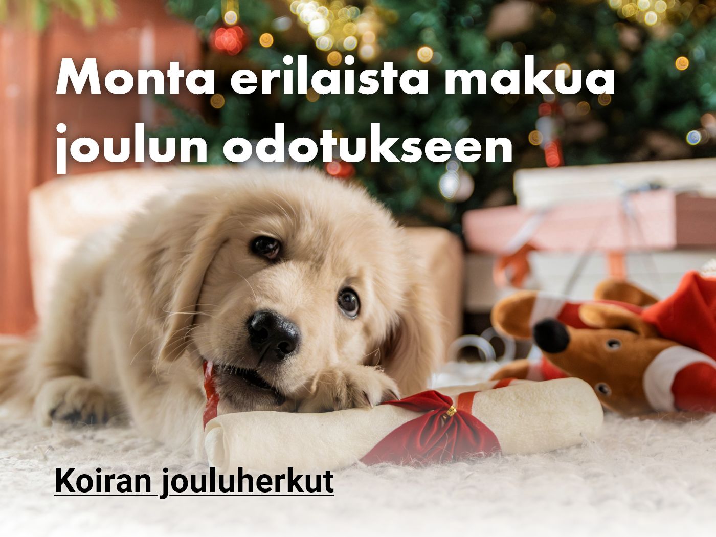 Koiran jouluherkut