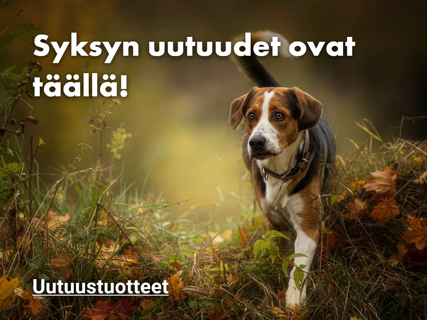syysuutuudet koiralle
