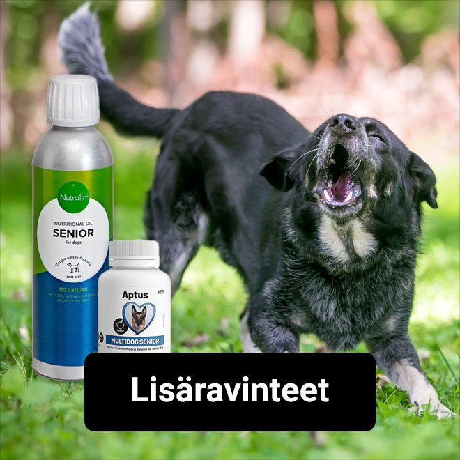 seniorikoiran lisäravinteet