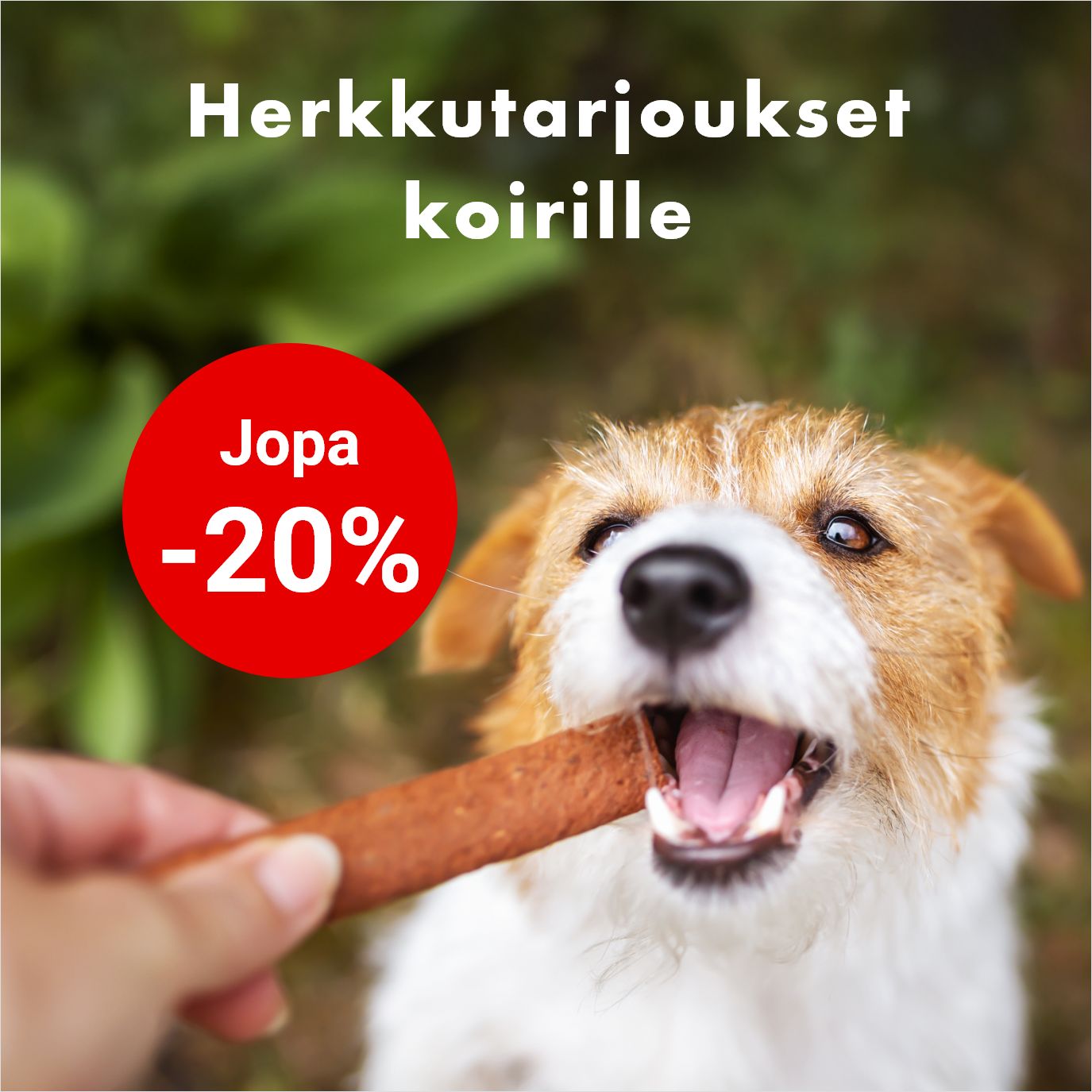 Kaikki herkkutarjoukset koirille jopa -20%