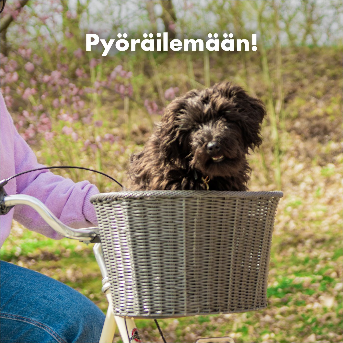 Koiran kanssa pyöräily