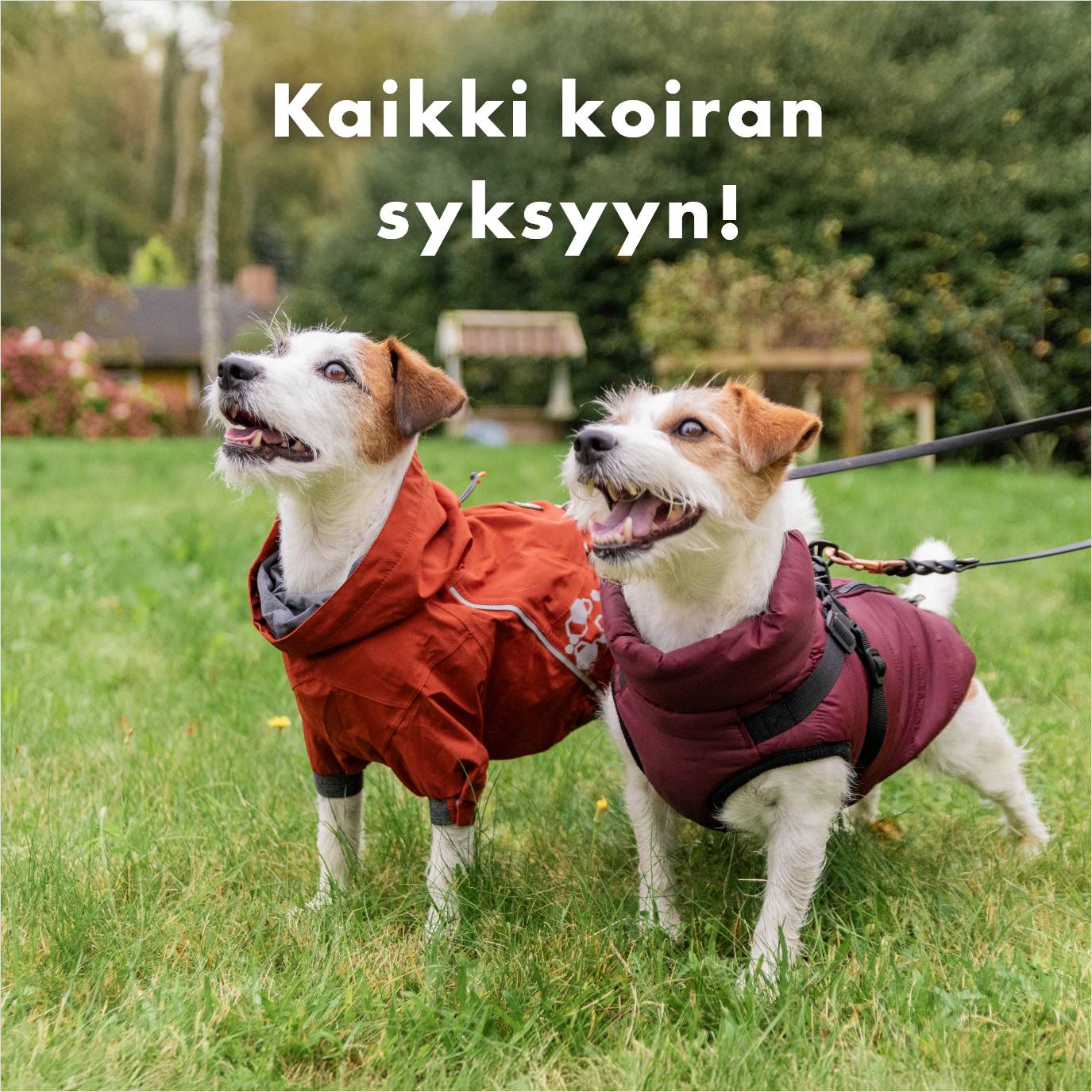 Tuotteet ja vinkit koiran syksyyn