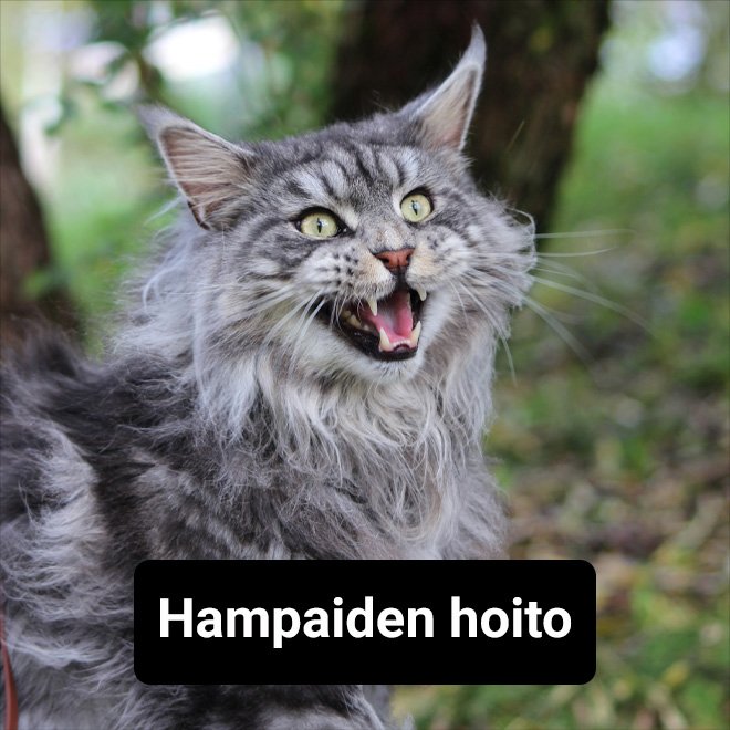 Kissan hampaiden hoito