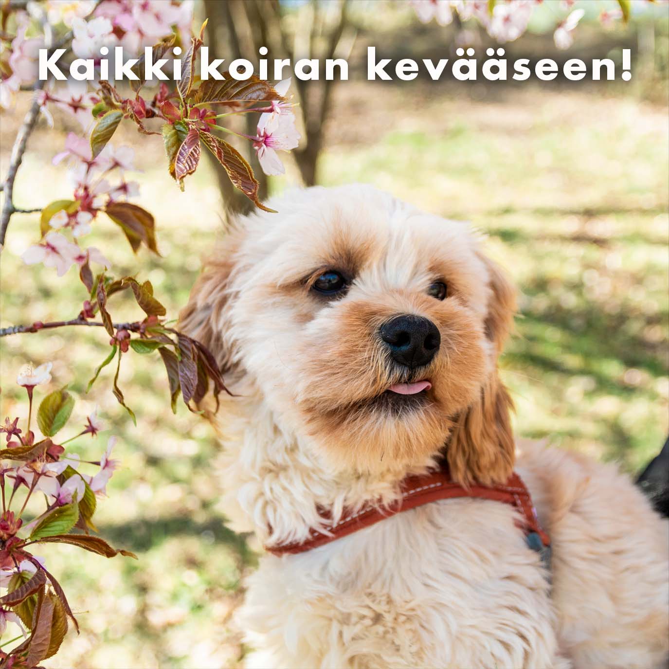 Kaikki koiran kevääseen!