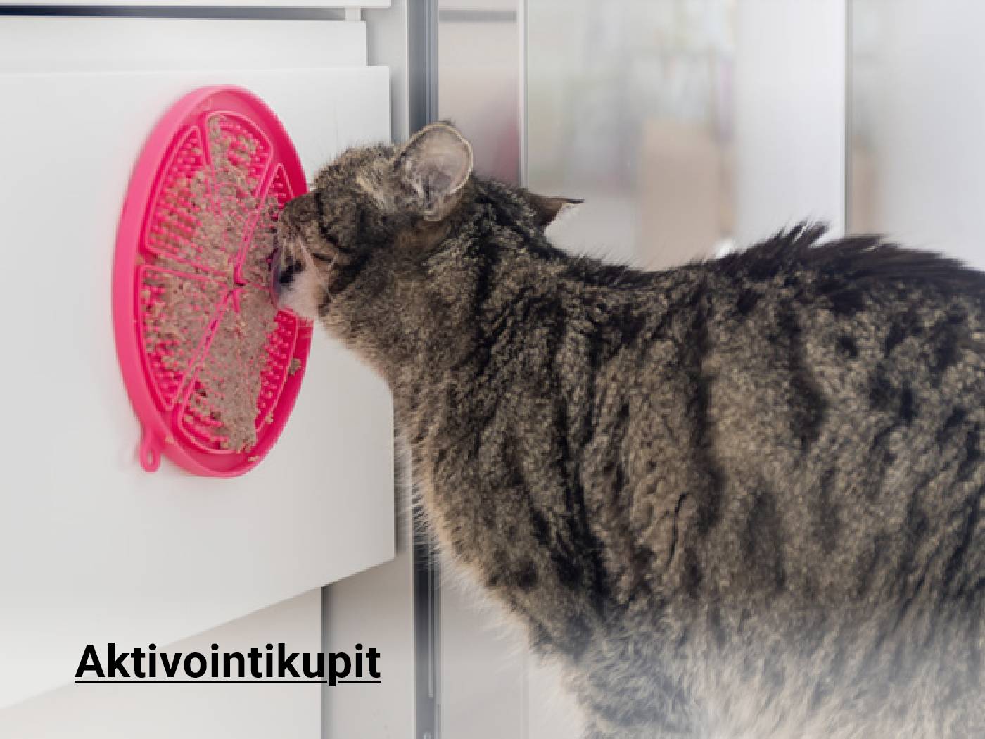 Aktivointikupit kissalle