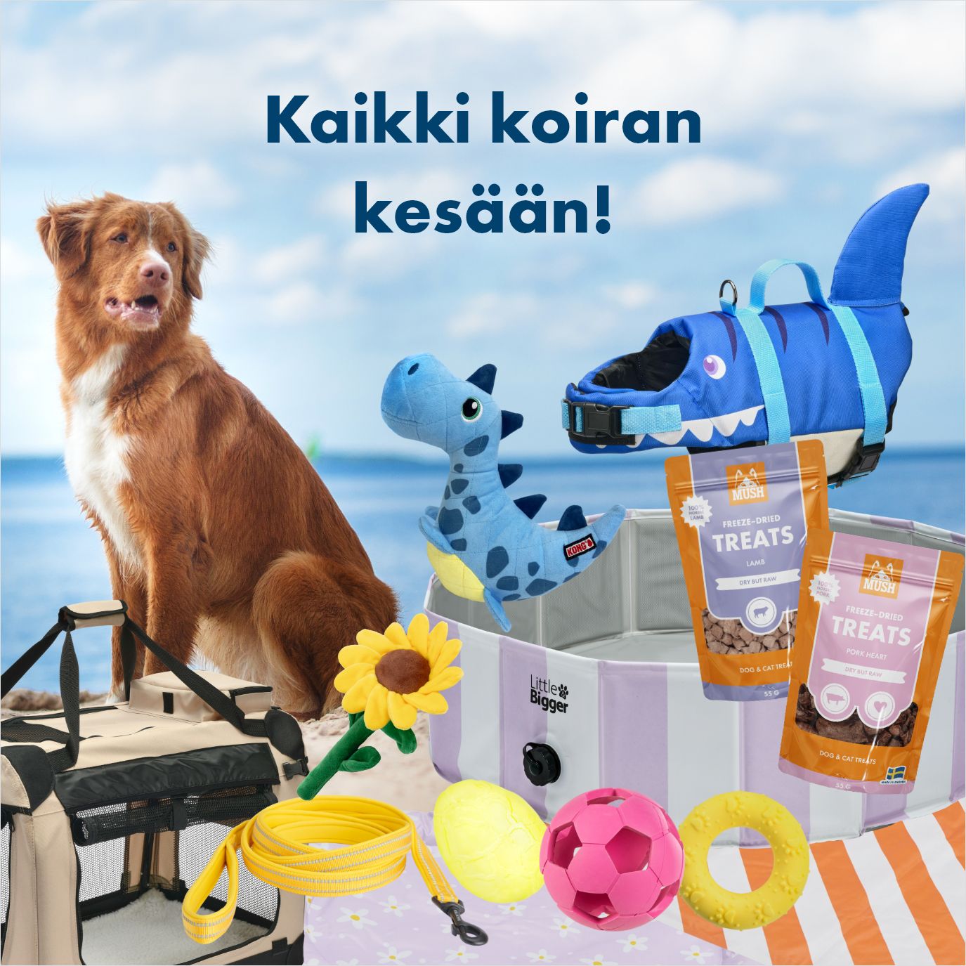 Kaikki koiran kesään!