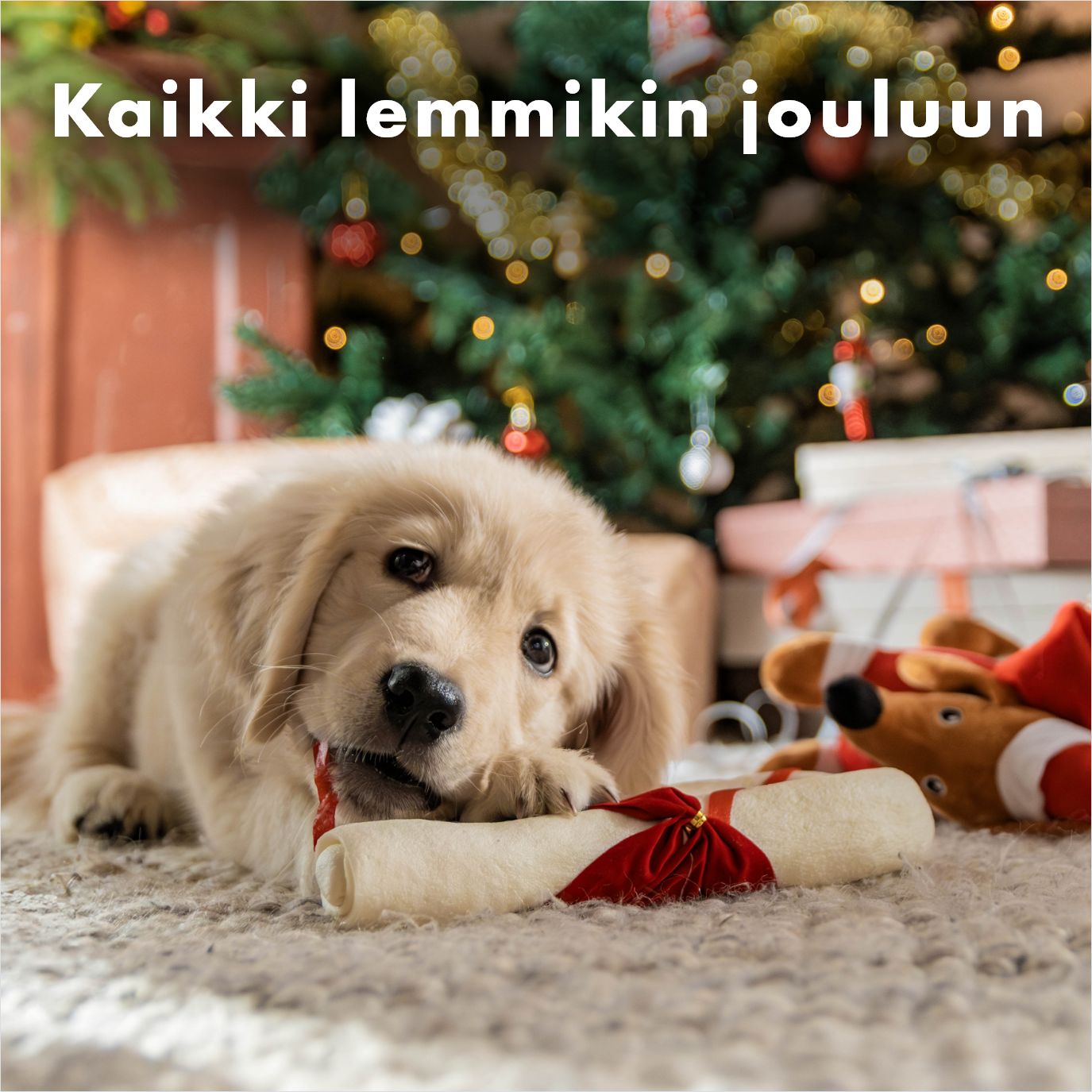 Joululahjaideat koiralle