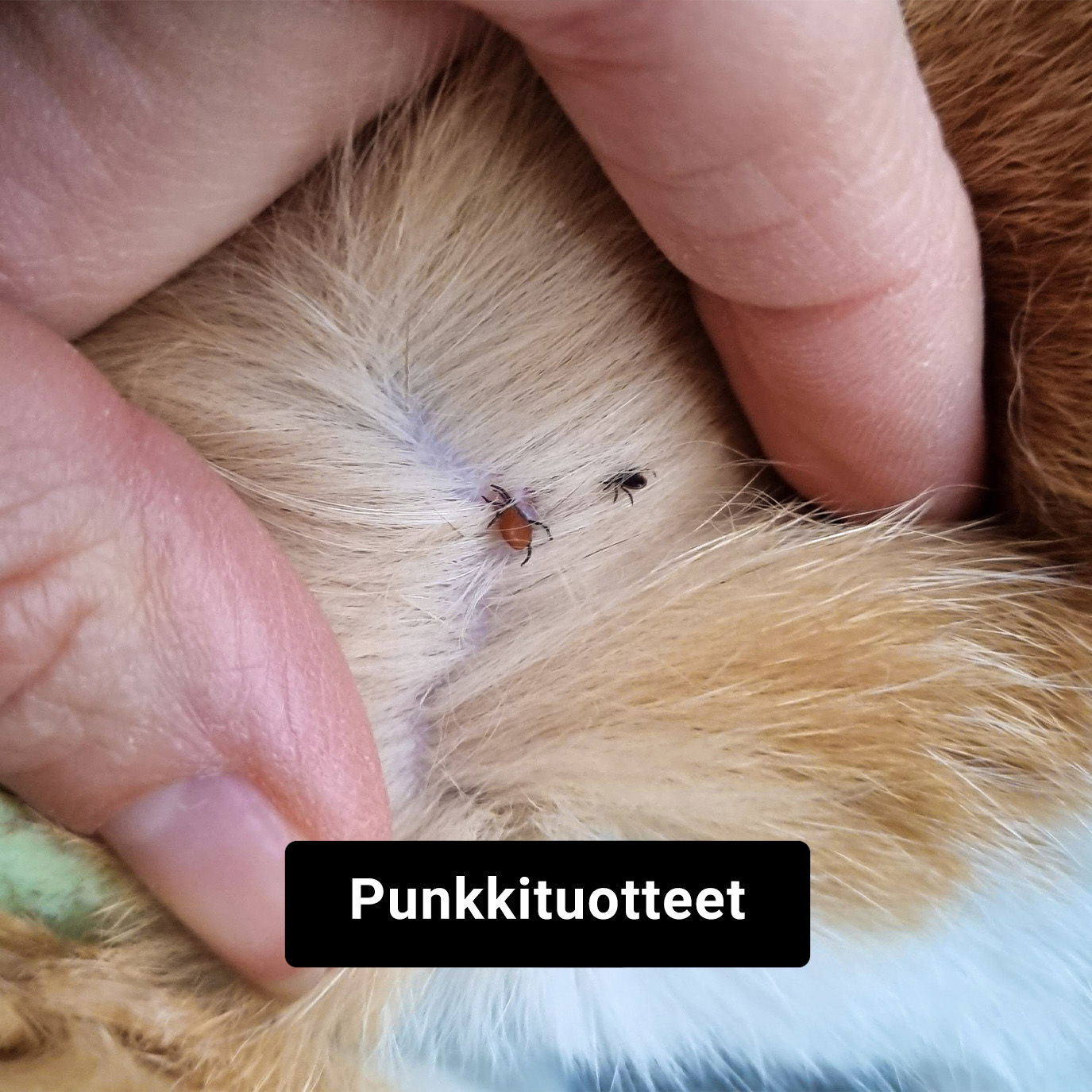Punkkituotteet