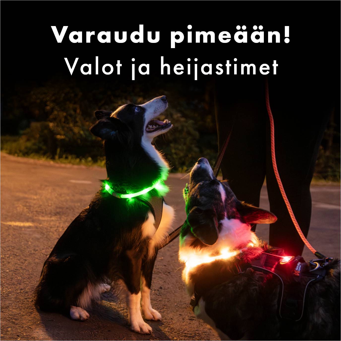 Varaudu pimeään! Valot ja heijastimet koirille