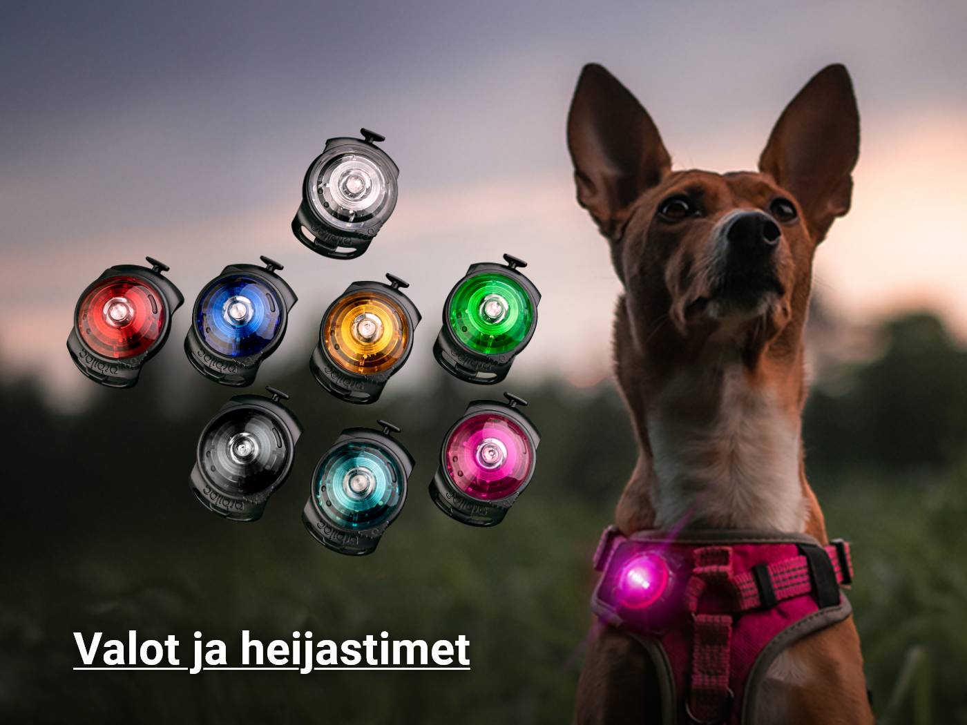 Heijastimet ja valot koirille