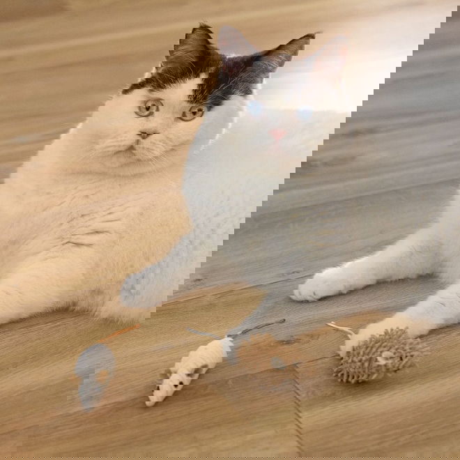 Beeztees Eco Cat Mice Seerp