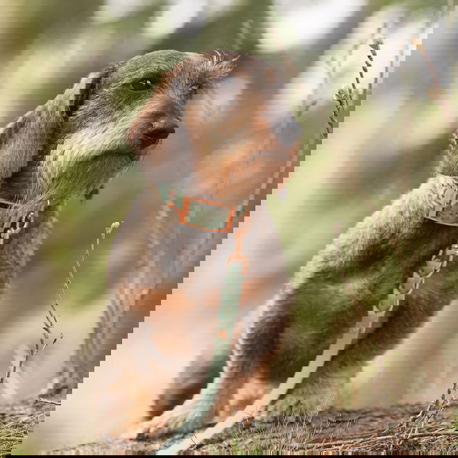 Tyylivoitto Unique panta Forest Whispers
