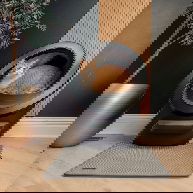 Whisker Litter-Robot 4, musta
