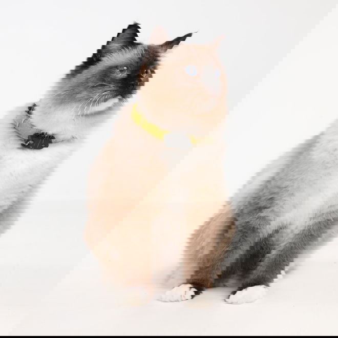 Tickless MINI -punkkikarkote kissalle (Musta)