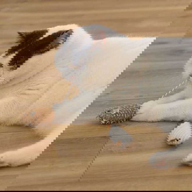 Beeztees Eco Cat Mice Seerp