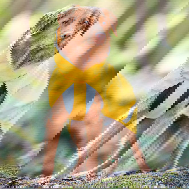 KuoriPomppa Lemonade