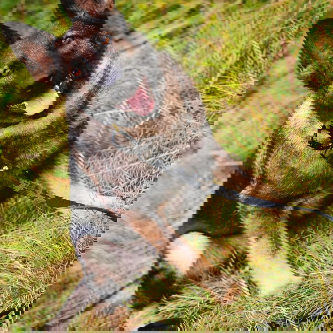 Salmiakkitassu multicam talutin twistlockilla, 250cm