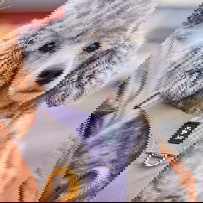 Hurtta Seeker -koiran valjaat, laventeli