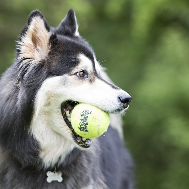 KONG Airdog Squaker Ball narulla, 6 cm