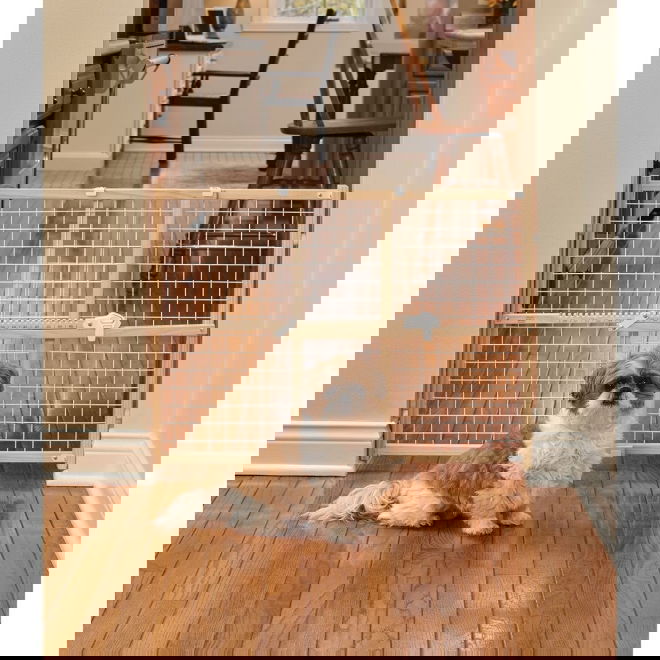 Puinen koiraportti Midwest