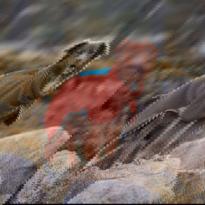 Woolly Wolf Alpha 360 Koiran fleecepusakka, Terracotta Mix