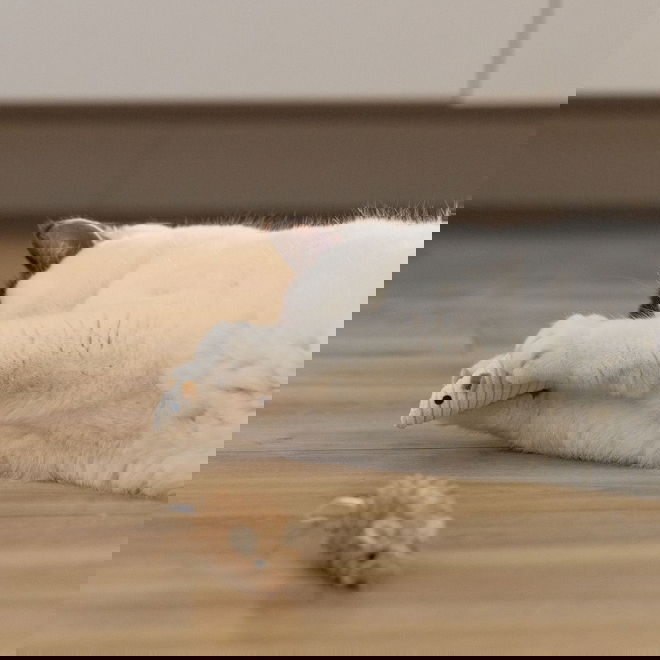 Beeztees Eco Cat Mice Seerp