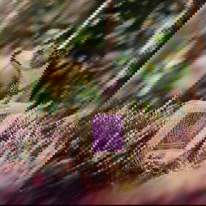 ESSENTIAL HIGHLAND LIVING SMALL BREED 2,5kg