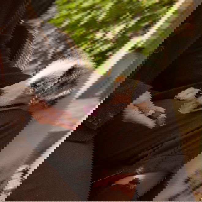 ESSENTIAL Salmon & Parsley Small Sausages 150 g