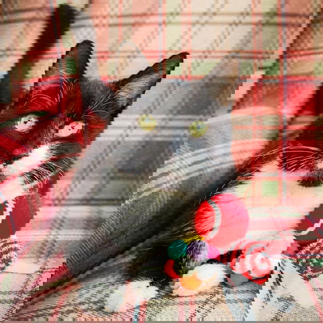 Rosewood Festive -lahjarasia kissalle