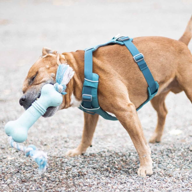 Ruffwear Front Range -koiran valjaat, turkoosi