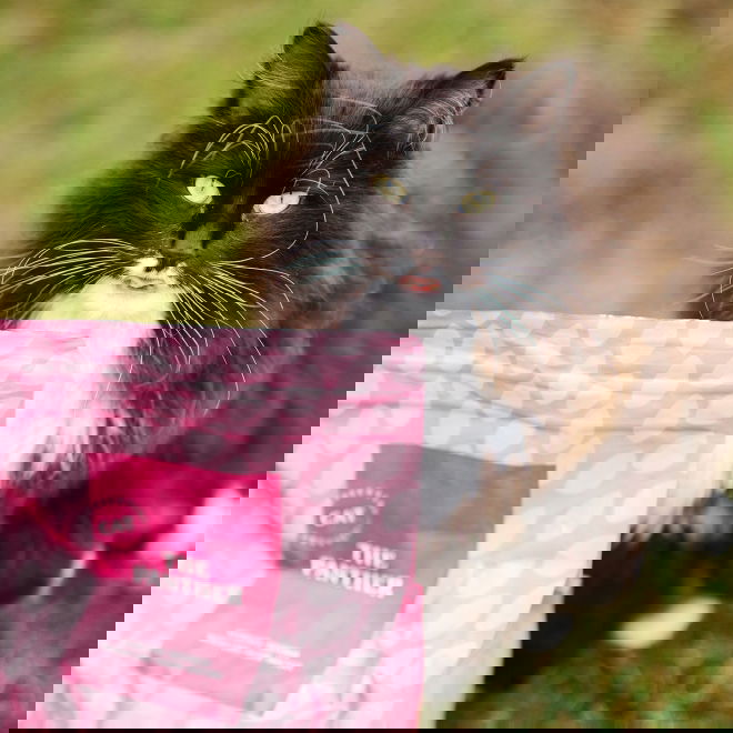 ESSENTIAL The PANTHER