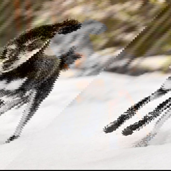 Finnero HALLA Softshell-tossut 4kpl, musta (XS)