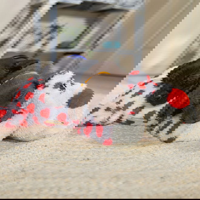 Beeztees Cuddle Toy Suki XL