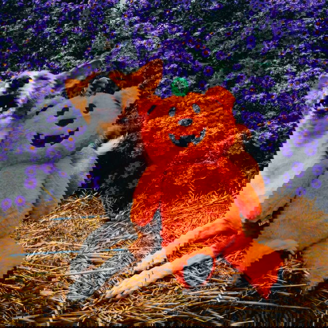 Beeztees Halloween Pumpkin Bear