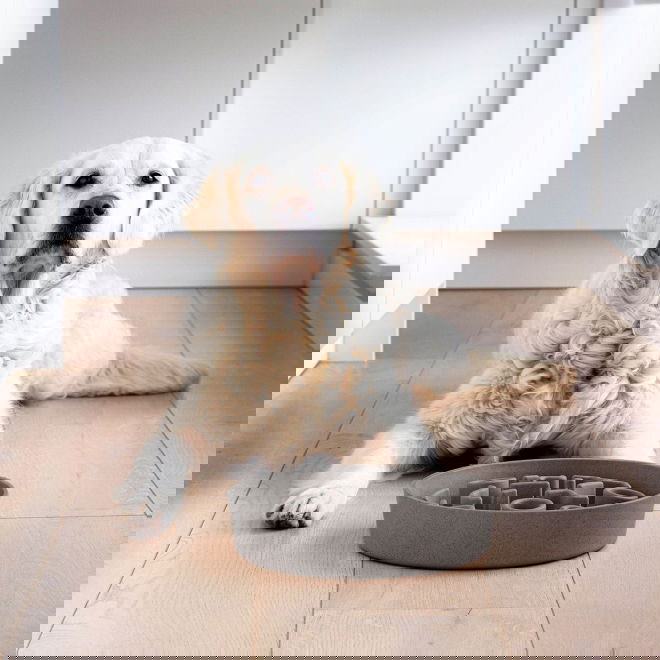 Ahmimisenestokuppi District 70 bambu (Harmaa)