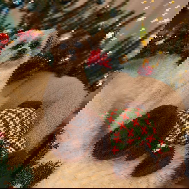 Beeztees Cuddle Dog Arrow XL