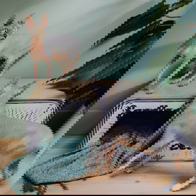 Kissan raapimislaatikko sardiinit&ouml;lkki