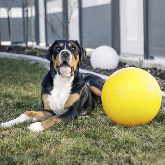 Leikkipallo koiralle 30 cm