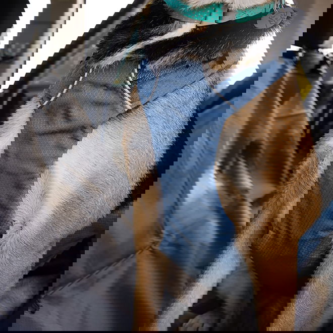 Ruffwear Load Up valjas Slate Blue