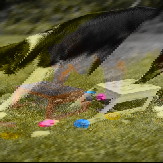 Loype Nosework -teline hajupurkeilla