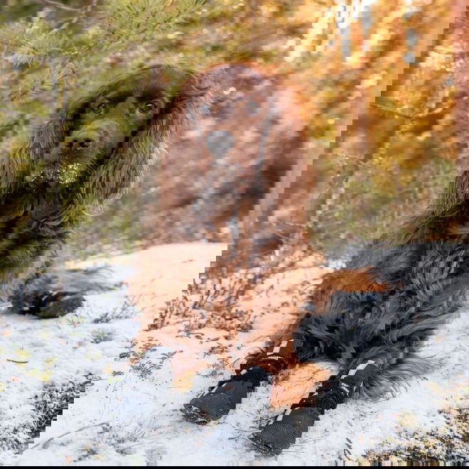 Finnero HALLA Softshell-tossut 4kpl, musta (L)