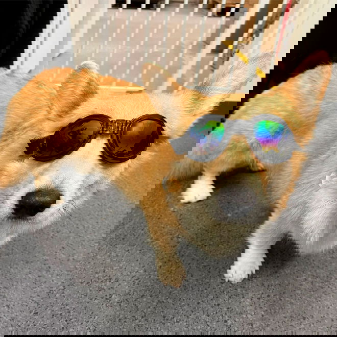 Koiran suojalasit K9 Sport Shades, musta