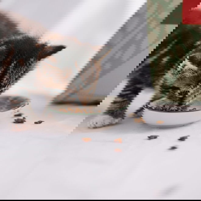 ESSENTIAL The LITTLE LION (1,5 kg)