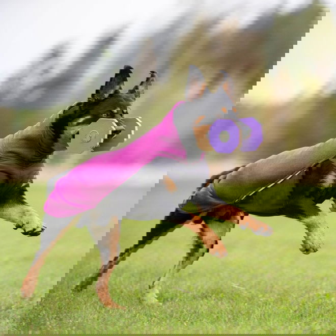 JumppaPomppa paita, luumu