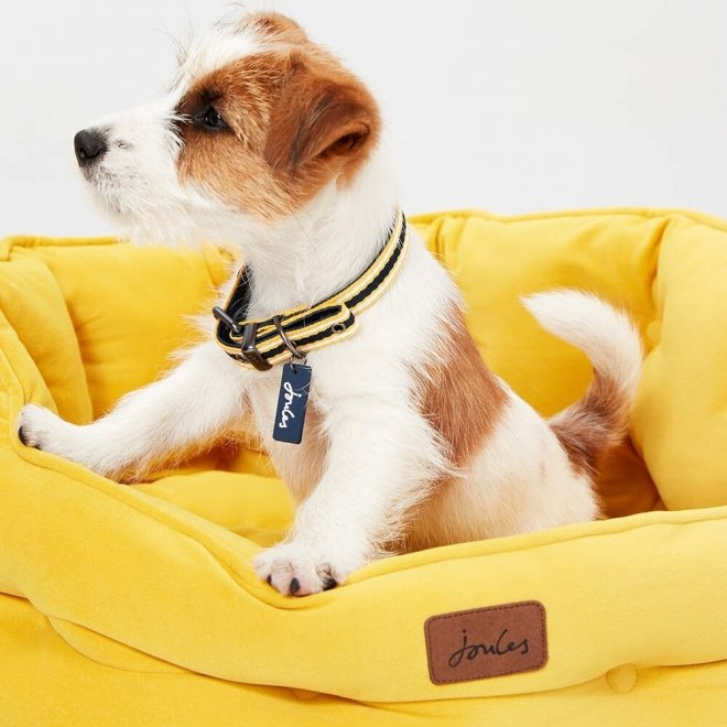 Peti Joules chesterfield, keltainen
